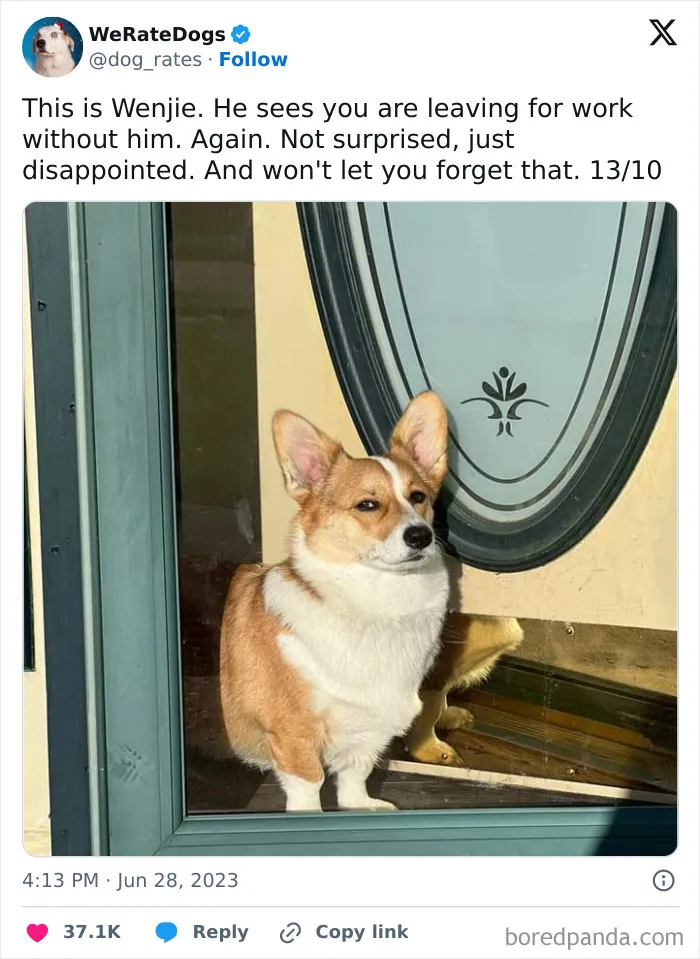 50 Hilariously Wholesome Dog Ratings To Brighten Up Your Day (New Pics)