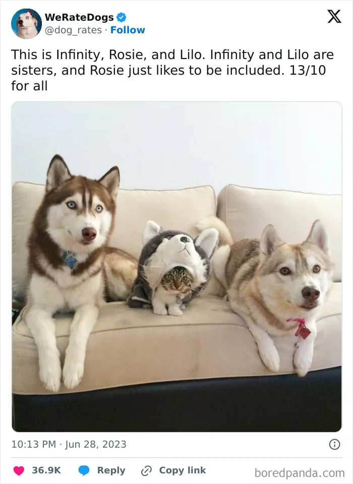 50 Hilariously Wholesome Dog Ratings To Brighten Up Your Day (New Pics)