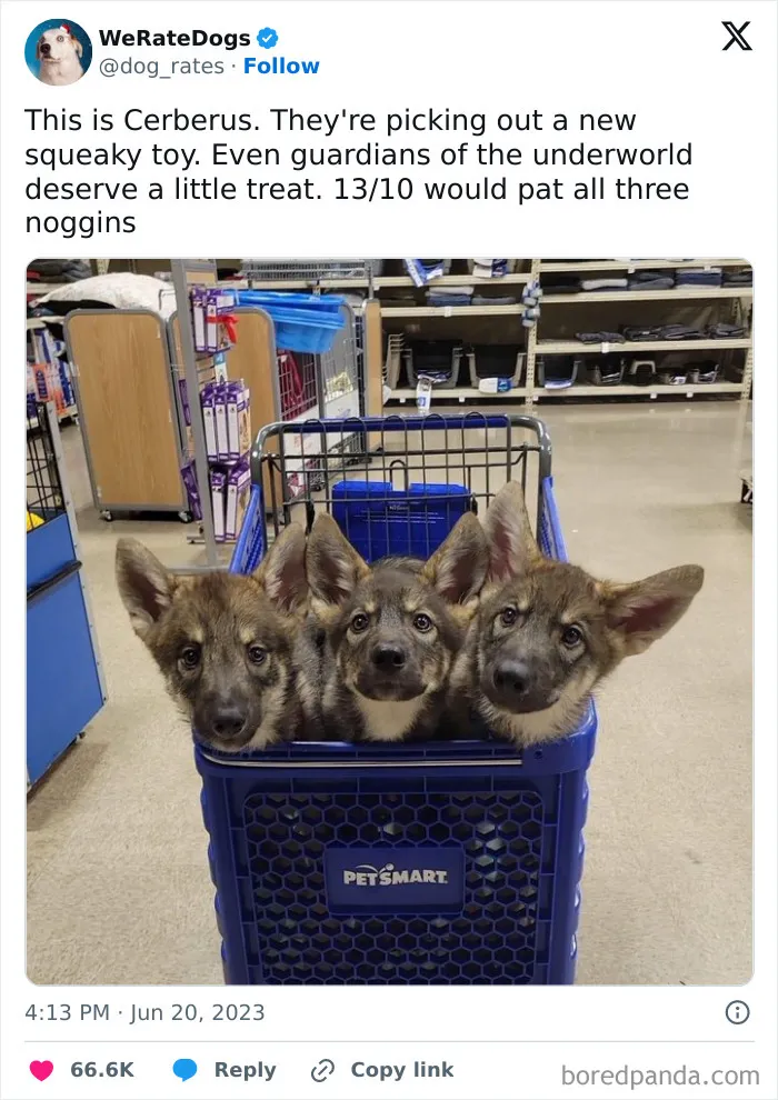 50 Hilariously Wholesome Dog Ratings To Brighten Up Your Day (New Pics)
