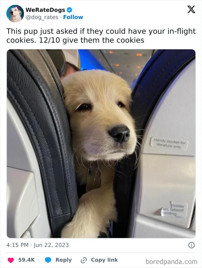 50 Hilariously Wholesome Dog Ratings To Brighten Up Your Day (New Pics)