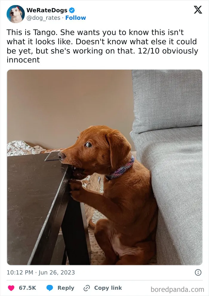 50 Hilariously Wholesome Dog Ratings To Brighten Up Your Day (New Pics)