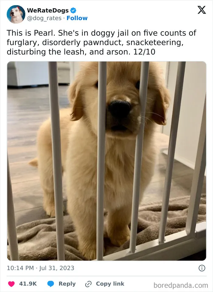 50 Hilariously Wholesome Dog Ratings To Brighten Up Your Day (New Pics)