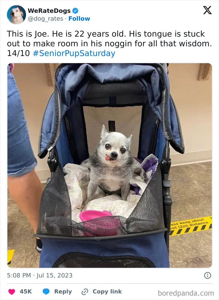 50 Hilariously Wholesome Dog Ratings To Brighten Up Your Day (New Pics)