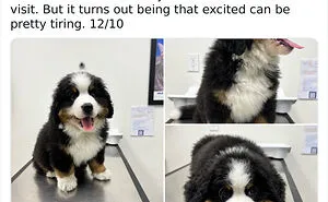50 Hilariously Wholesome Dog Ratings To Brighten Up Your Day (New Pics)