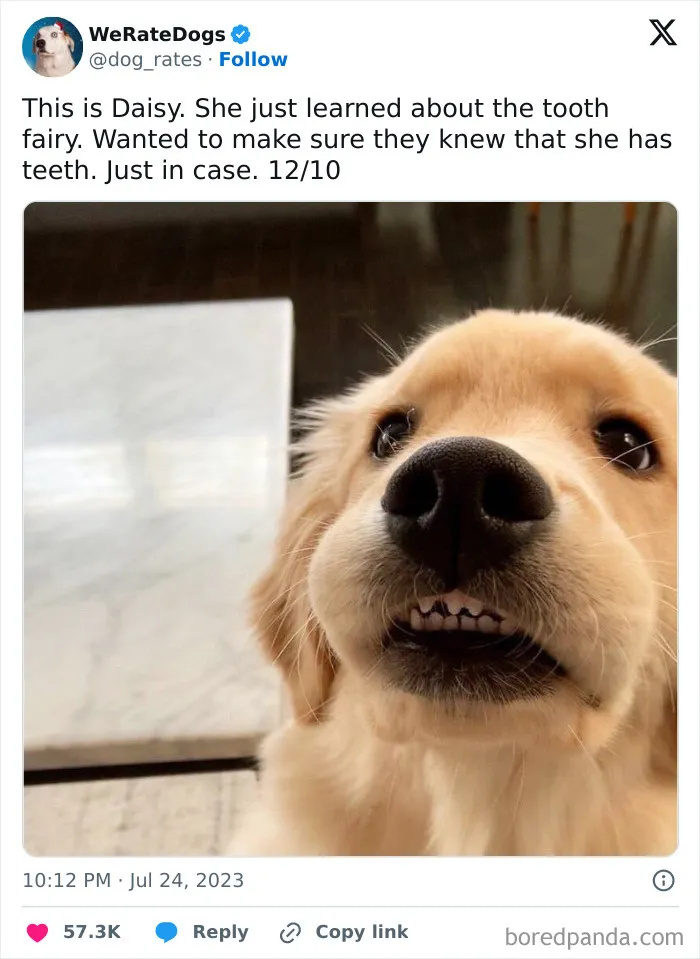 50 Hilariously Wholesome Dog Ratings To Brighten Up Your Day (New Pics)