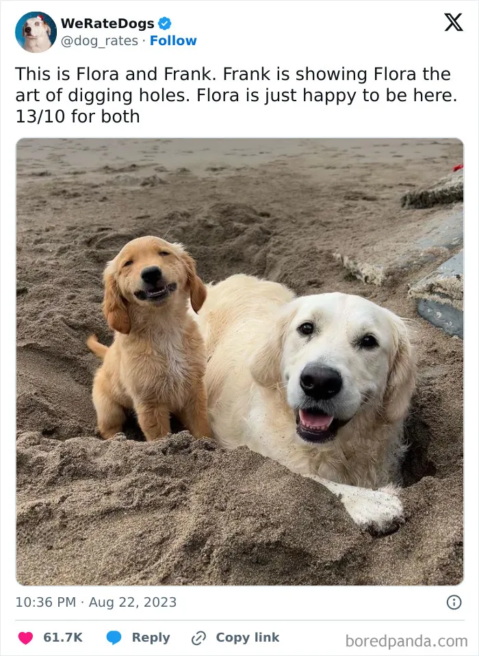 50 Hilariously Wholesome Dog Ratings To Brighten Up Your Day (New Pics)