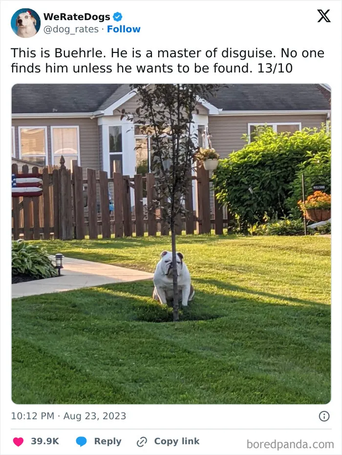 50 Hilariously Wholesome Dog Ratings To Brighten Up Your Day (New Pics)