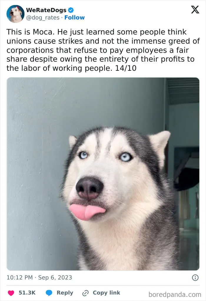 50 Hilariously Wholesome Dog Ratings To Brighten Up Your Day (New Pics)