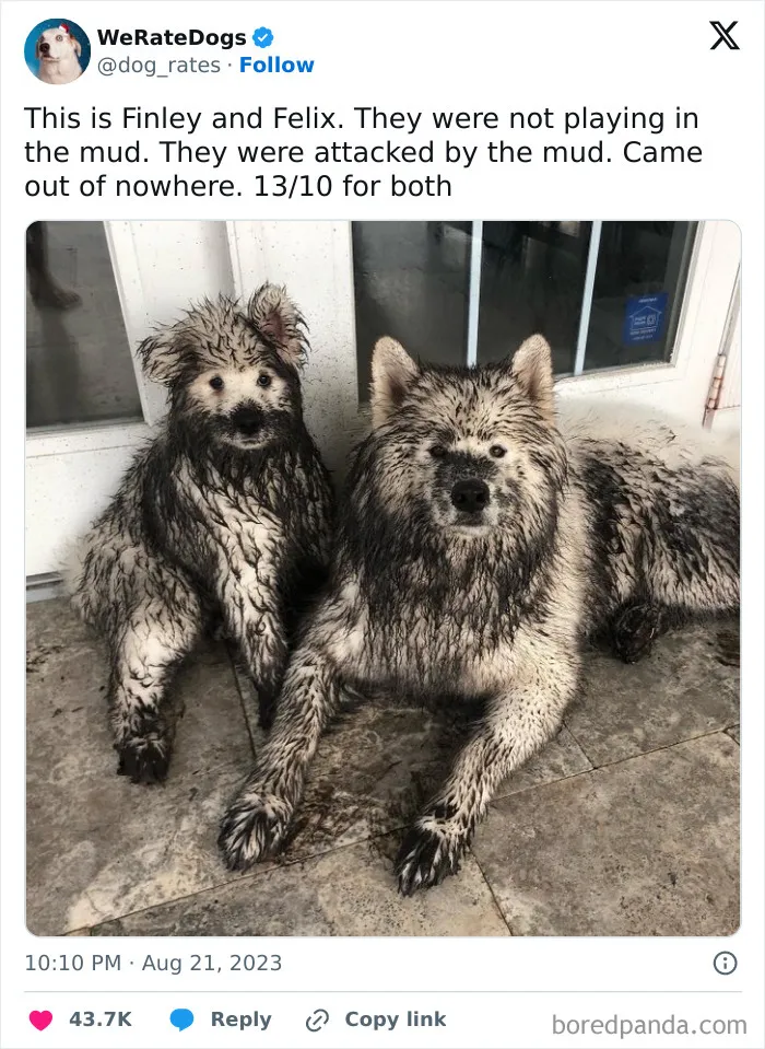 50 Hilariously Wholesome Dog Ratings To Brighten Up Your Day (New Pics)