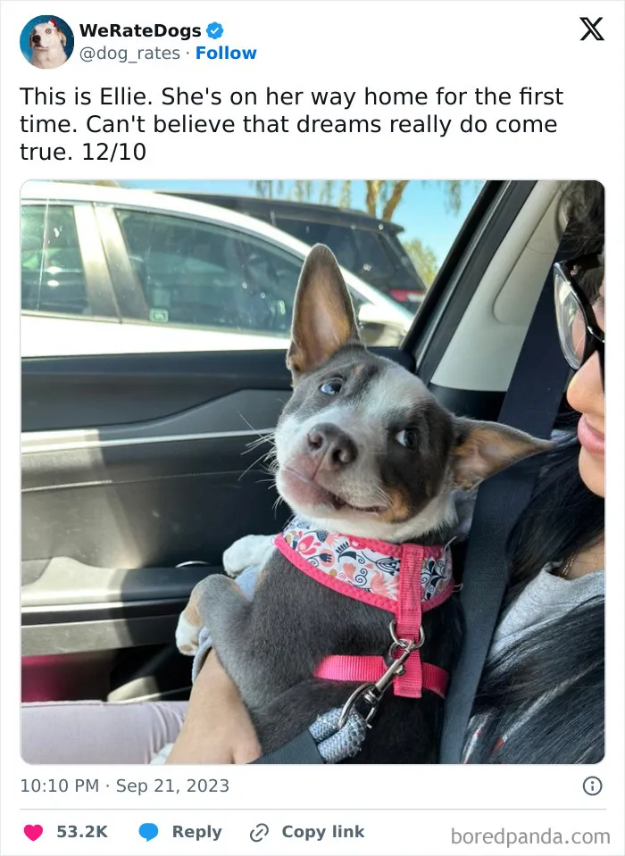 50 Hilariously Wholesome Dog Ratings To Brighten Up Your Day (New Pics)