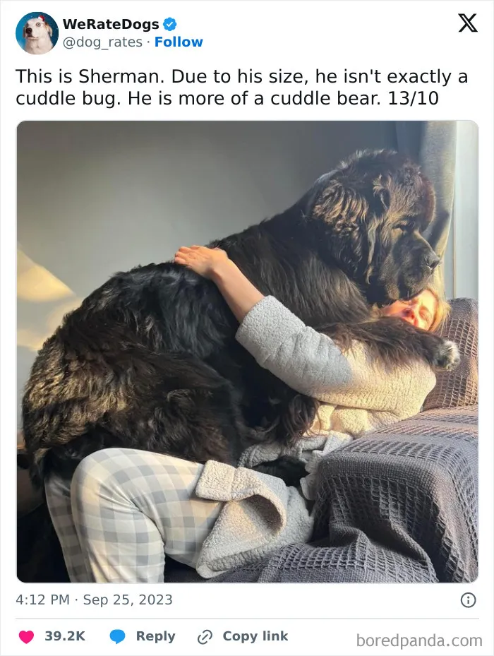 50 Hilariously Wholesome Dog Ratings To Brighten Up Your Day (New Pics)