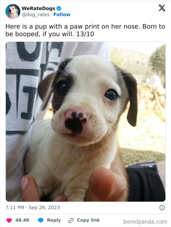 50 Hilariously Wholesome Dog Ratings To Brighten Up Your Day (New Pics)
