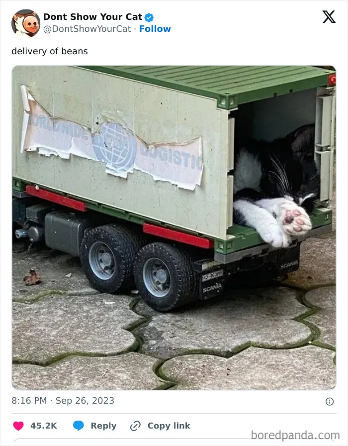 “Don’t Show Your Cat”: 40 Chucklesome Cat Pics And Memes Shared By This X Page