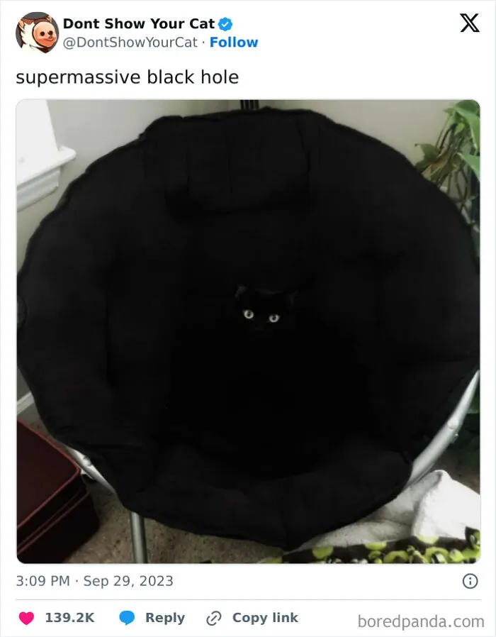 “Don’t Show Your Cat”: 40 Chucklesome Cat Pics And Memes Shared By This X Page