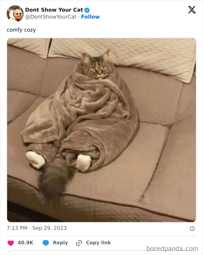 “Don’t Show Your Cat”: 40 Chucklesome Cat Pics And Memes Shared By This X Page