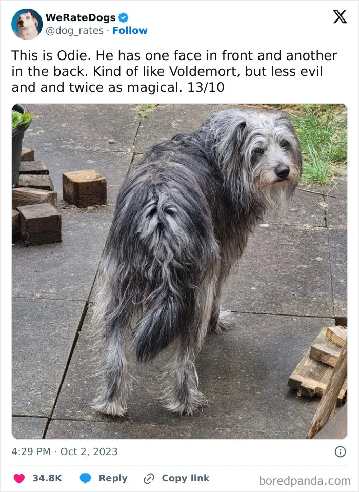 50 Hilariously Wholesome Dog Ratings To Brighten Up Your Day (New Pics)