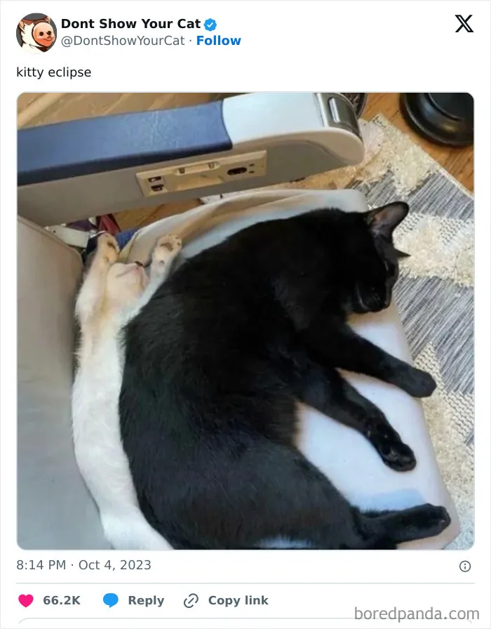 “Don’t Show Your Cat”: 40 Chucklesome Cat Pics And Memes Shared By This X Page