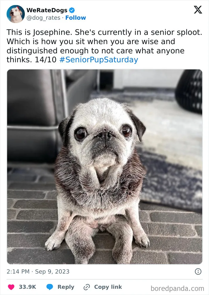 50 Hilariously Wholesome Dog Ratings To Brighten Up Your Day (New Pics)