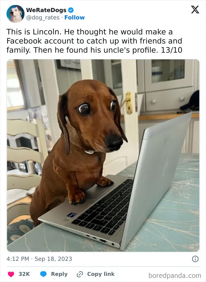 50 Hilariously Wholesome Dog Ratings To Brighten Up Your Day (New Pics)