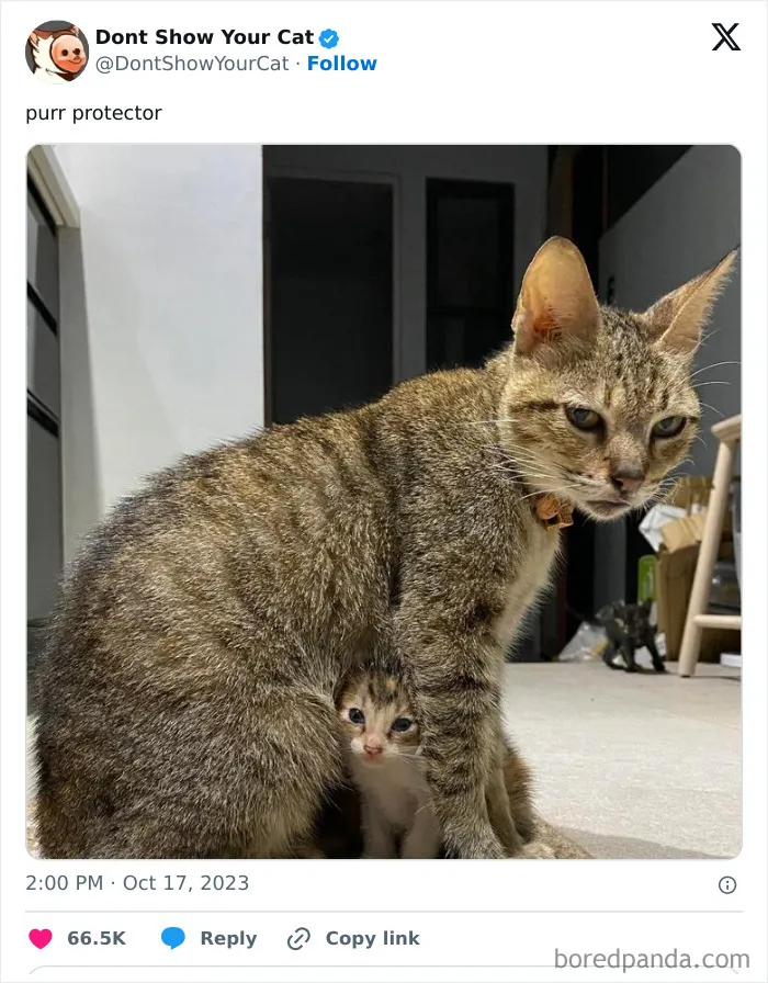 “Don’t Show Your Cat”: 40 Chucklesome Cat Pics And Memes Shared By This X Page