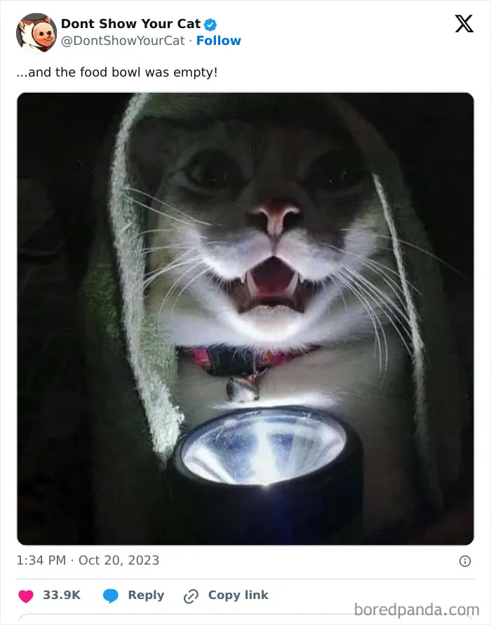 “Don’t Show Your Cat”: 40 Chucklesome Cat Pics And Memes Shared By This X Page