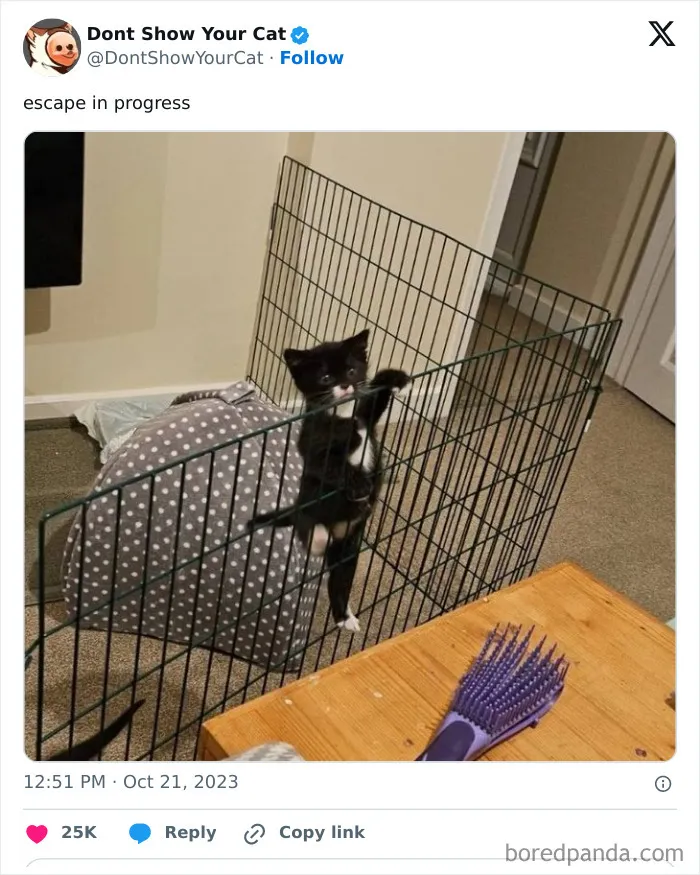 “Don’t Show Your Cat”: 40 Chucklesome Cat Pics And Memes Shared By This X Page