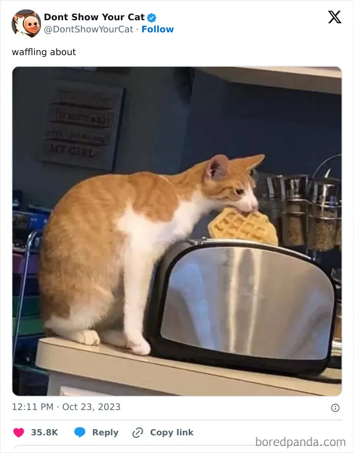 “Don’t Show Your Cat”: 40 Chucklesome Cat Pics And Memes Shared By This X Page