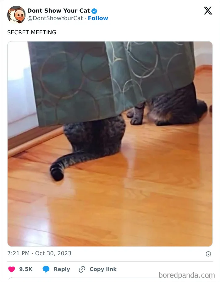 “Don’t Show Your Cat”: 40 Chucklesome Cat Pics And Memes Shared By This X Page