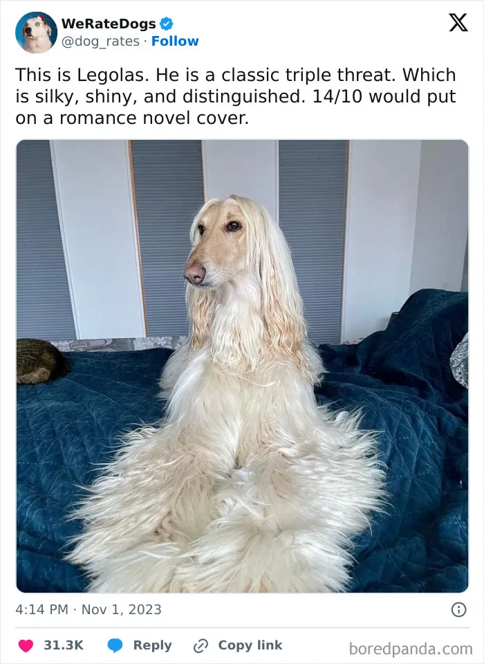 50 Hilariously Wholesome Dog Ratings To Brighten Up Your Day (New Pics)