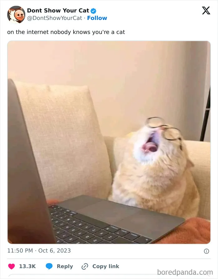 “Don’t Show Your Cat”: 40 Chucklesome Cat Pics And Memes Shared By This X Page