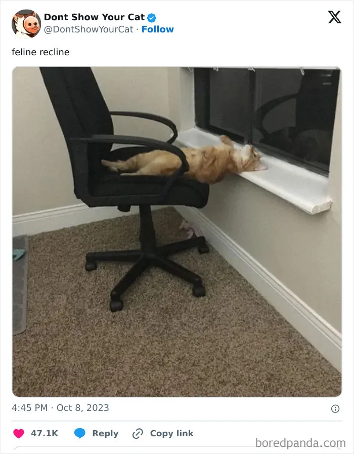 “Don’t Show Your Cat”: 40 Chucklesome Cat Pics And Memes Shared By This X Page