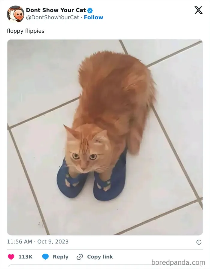 “Don’t Show Your Cat”: 40 Chucklesome Cat Pics And Memes Shared By This X Page
