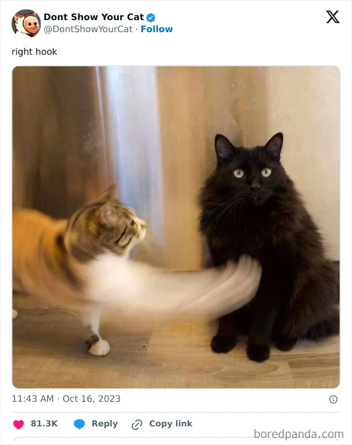“Don’t Show Your Cat”: 40 Chucklesome Cat Pics And Memes Shared By This X Page