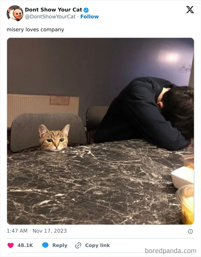 “Don’t Show Your Cat”: 40 Chucklesome Cat Pics And Memes Shared By This X Page