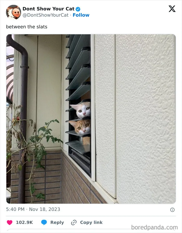 “Don’t Show Your Cat”: 40 Chucklesome Cat Pics And Memes Shared By This X Page