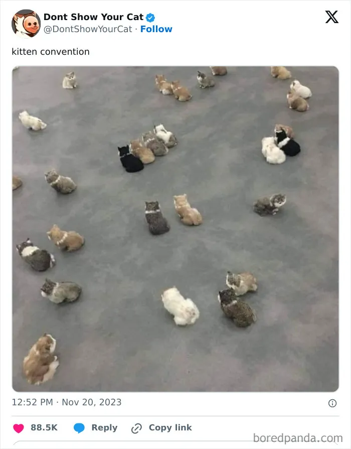 “Don’t Show Your Cat”: 40 Chucklesome Cat Pics And Memes Shared By This X Page