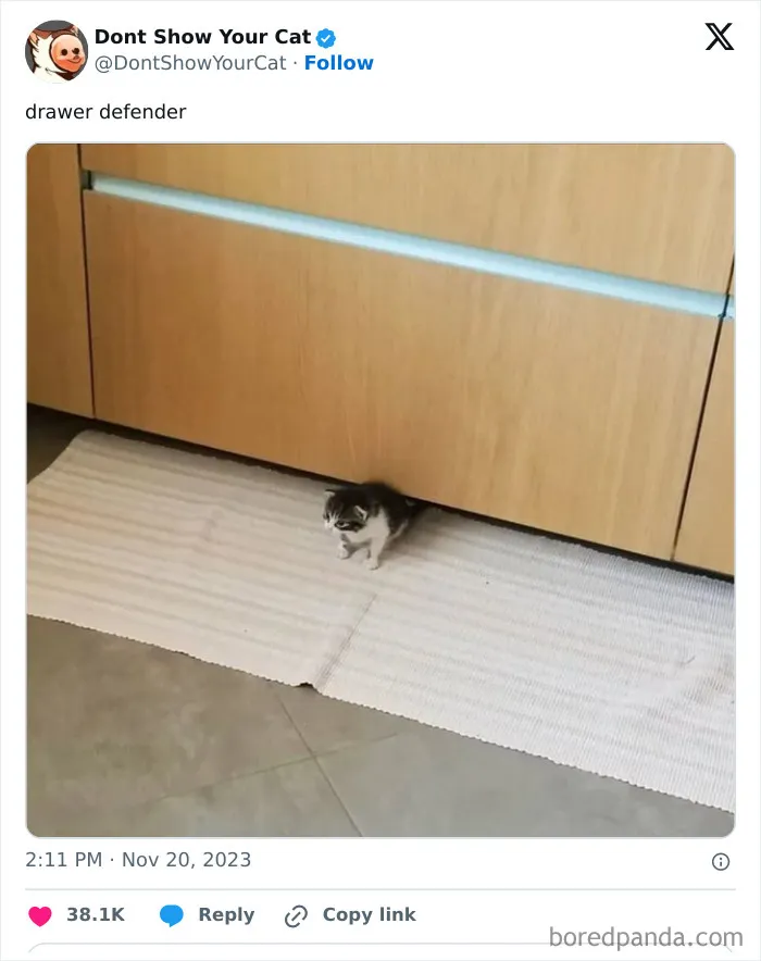 “Don’t Show Your Cat”: 40 Chucklesome Cat Pics And Memes Shared By This X Page
