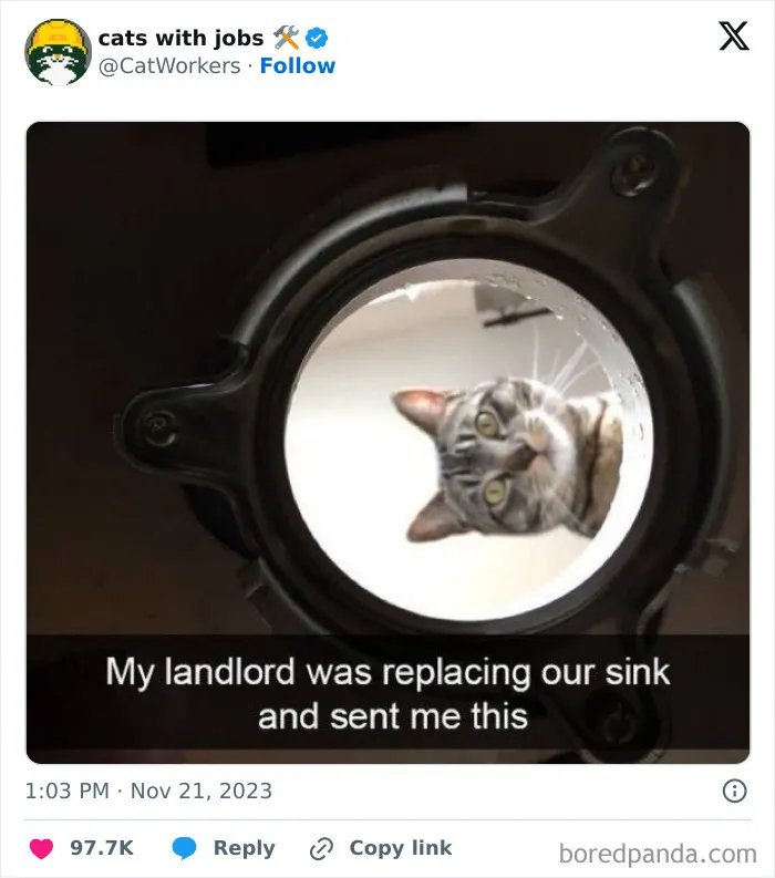 30 Cat And Dog Tweets That Really Could Put A Smile On Your Face, As Shared Online