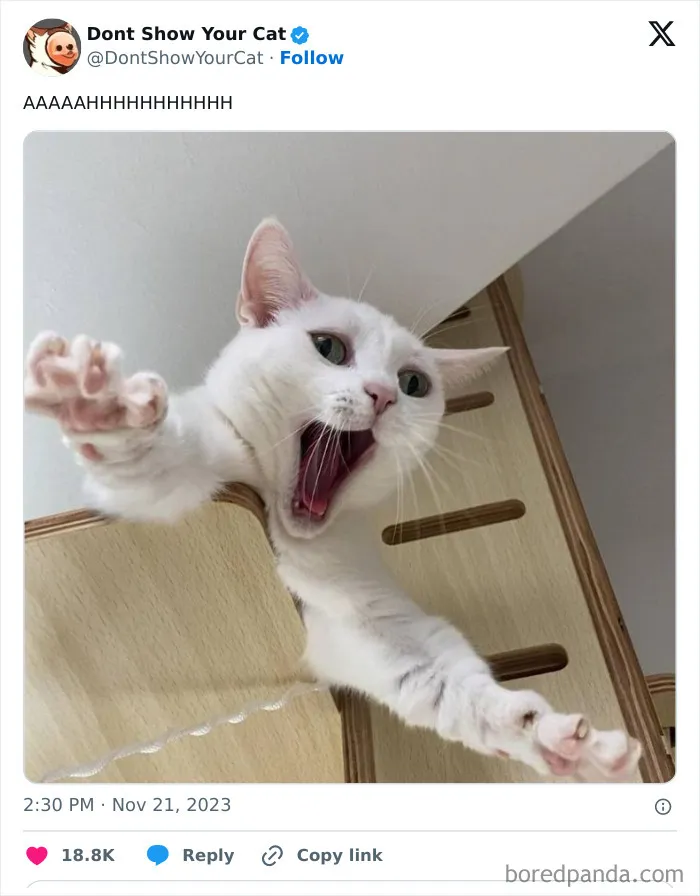 “Don’t Show Your Cat”: 40 Chucklesome Cat Pics And Memes Shared By This X Page