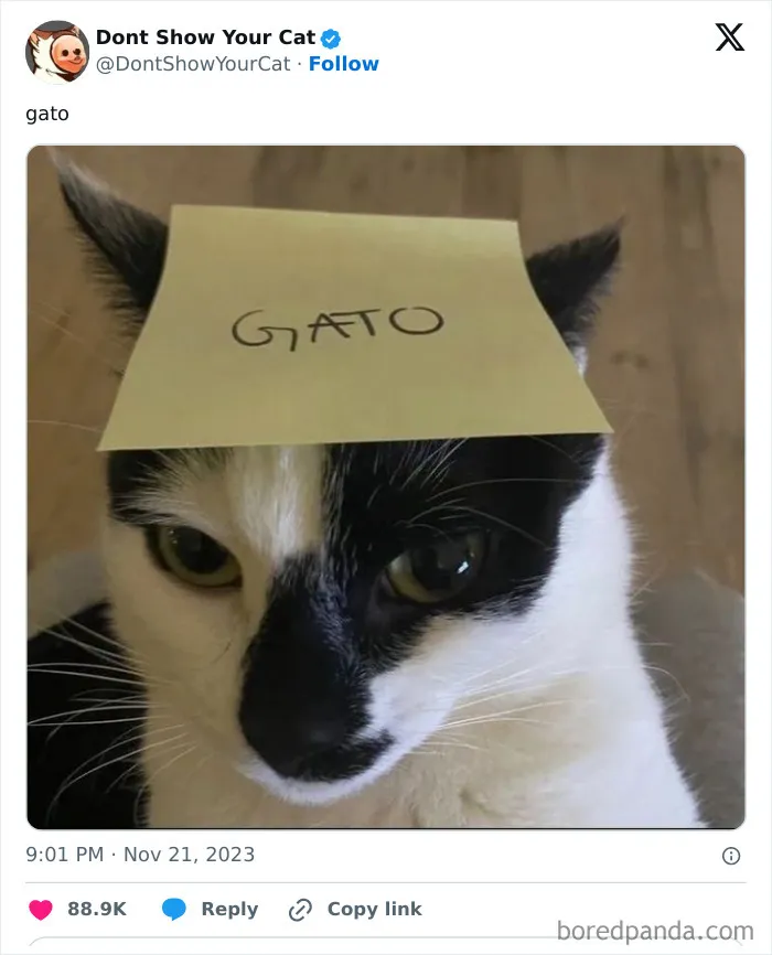 “Don’t Show Your Cat”: 40 Chucklesome Cat Pics And Memes Shared By This X Page