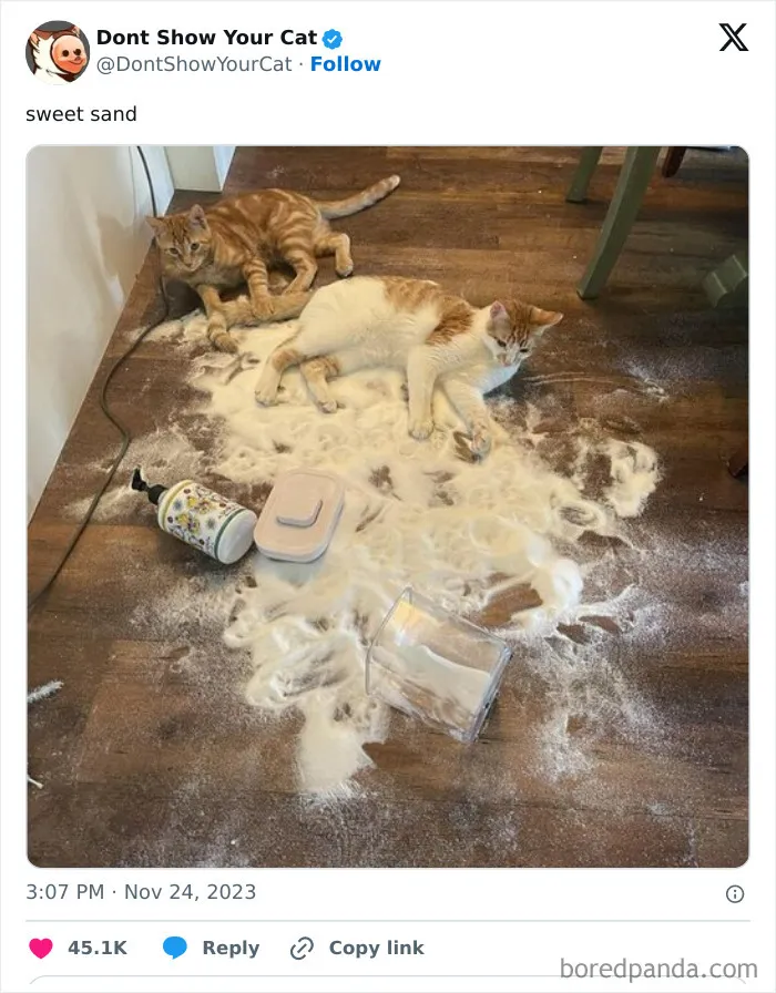 “Don’t Show Your Cat”: 40 Chucklesome Cat Pics And Memes Shared By This X Page