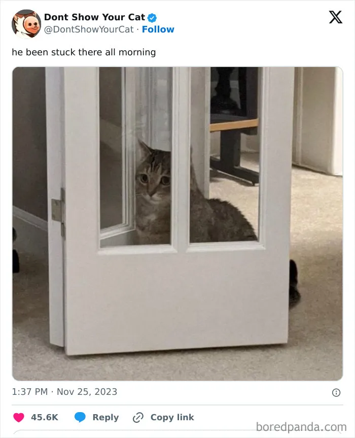 “Don’t Show Your Cat”: 40 Chucklesome Cat Pics And Memes Shared By This X Page