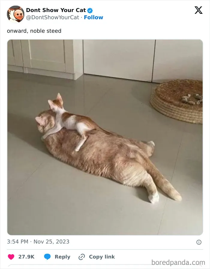 “Don’t Show Your Cat”: 40 Chucklesome Cat Pics And Memes Shared By This X Page
