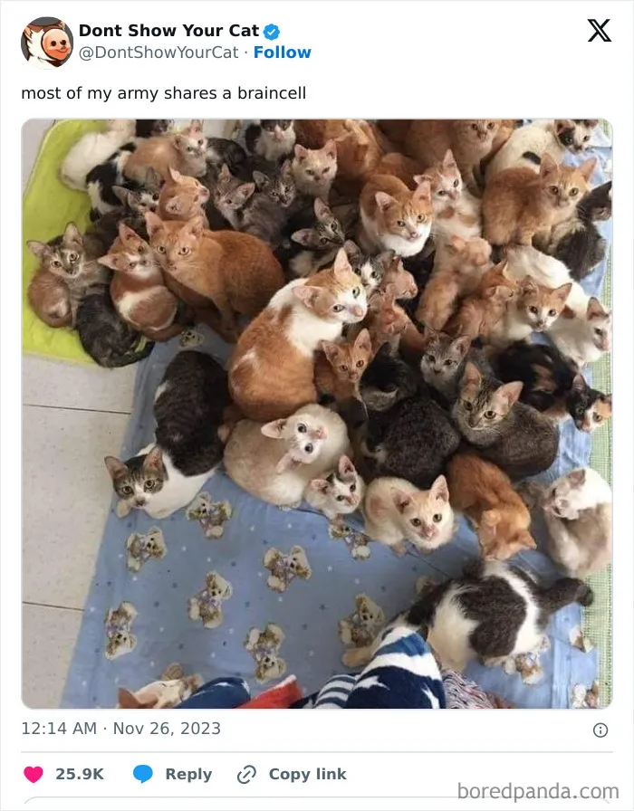 “Don’t Show Your Cat”: 40 Chucklesome Cat Pics And Memes Shared By This X Page
