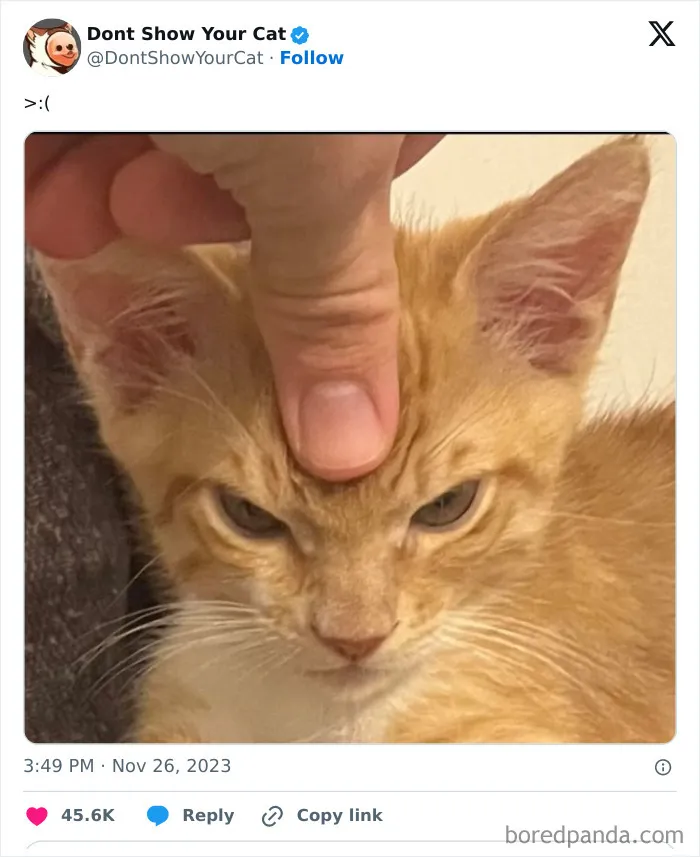 “Don’t Show Your Cat”: 40 Chucklesome Cat Pics And Memes Shared By This X Page