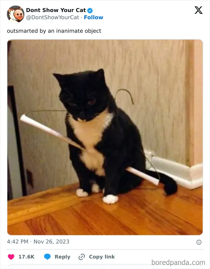 “Don’t Show Your Cat”: 40 Chucklesome Cat Pics And Memes Shared By This X Page