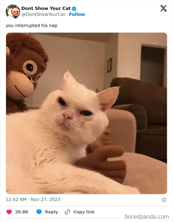 “Don’t Show Your Cat”: 40 Chucklesome Cat Pics And Memes Shared By This X Page