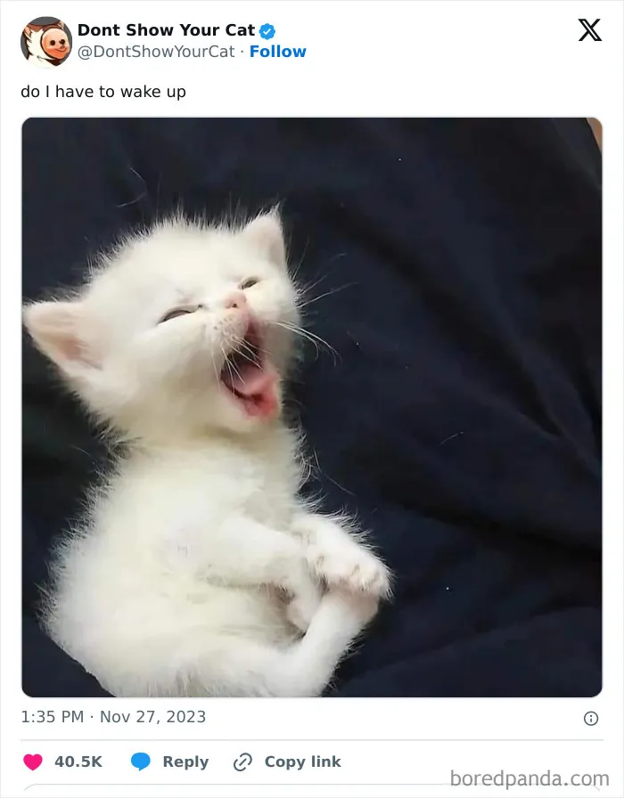 “Don’t Show Your Cat”: 40 Chucklesome Cat Pics And Memes Shared By This X Page