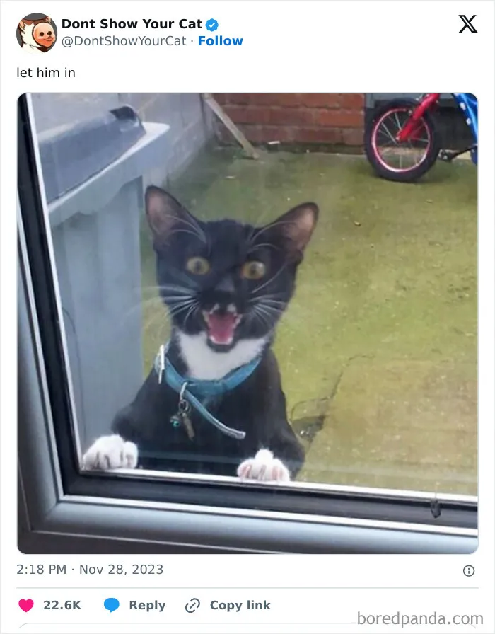 “Don’t Show Your Cat”: 40 Chucklesome Cat Pics And Memes Shared By This X Page