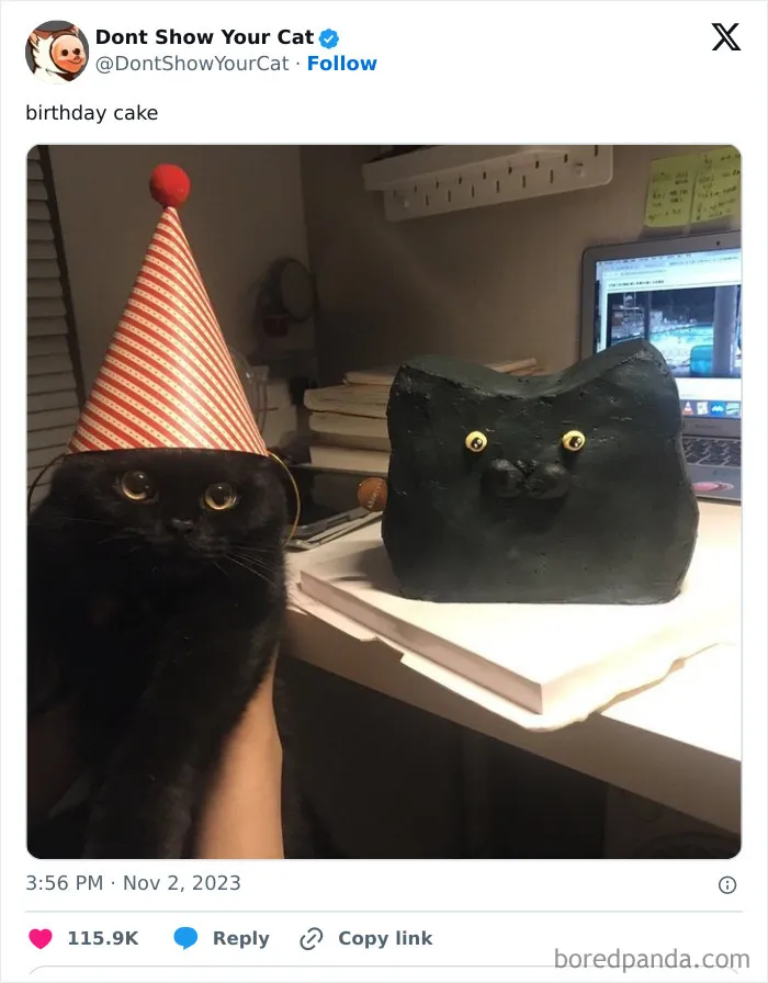 “Don’t Show Your Cat”: 40 Chucklesome Cat Pics And Memes Shared By This X Page